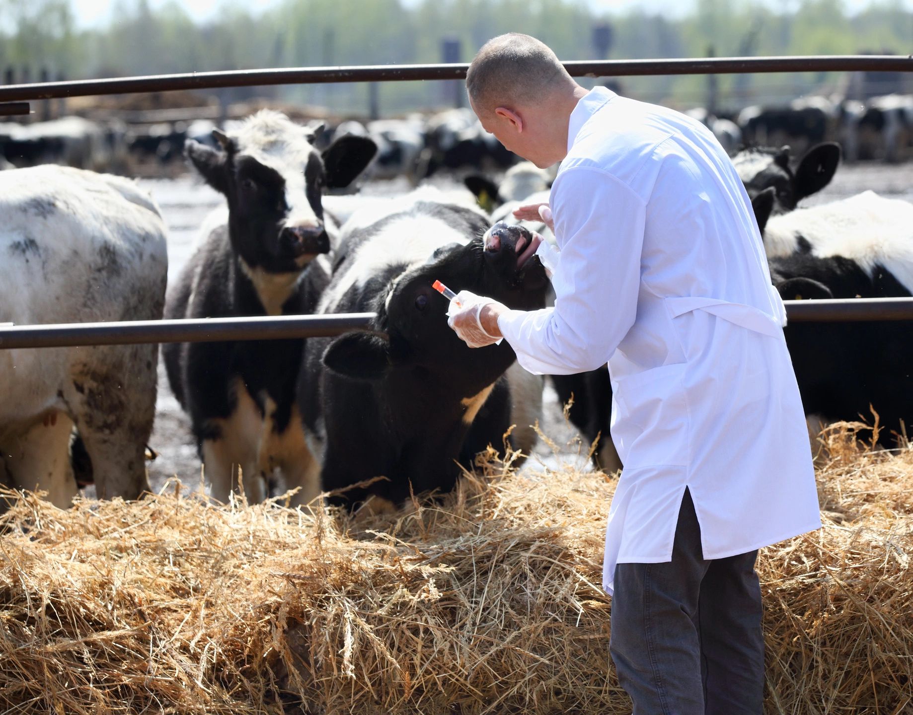 Veteranarian Vet with cows